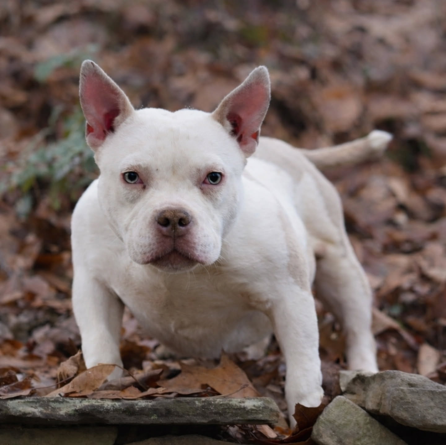 AvatarBullies Arlo - Micro Stud