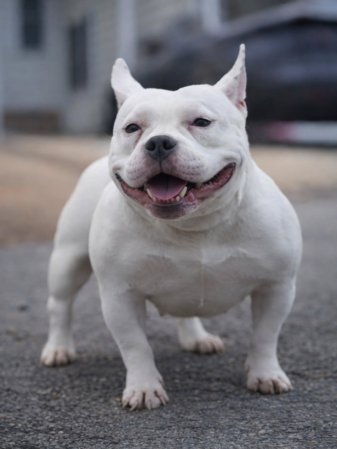 AvatarBullies A'dore